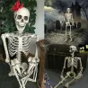 Full life size human skeleton - movable - Halloween decoration - 40cm