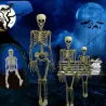 Full life size human skeleton - movable - Halloween decoration - 40cm