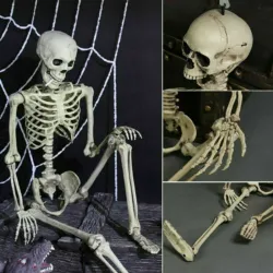 Full life size human skeleton - movable - Halloween decoration - 40cm