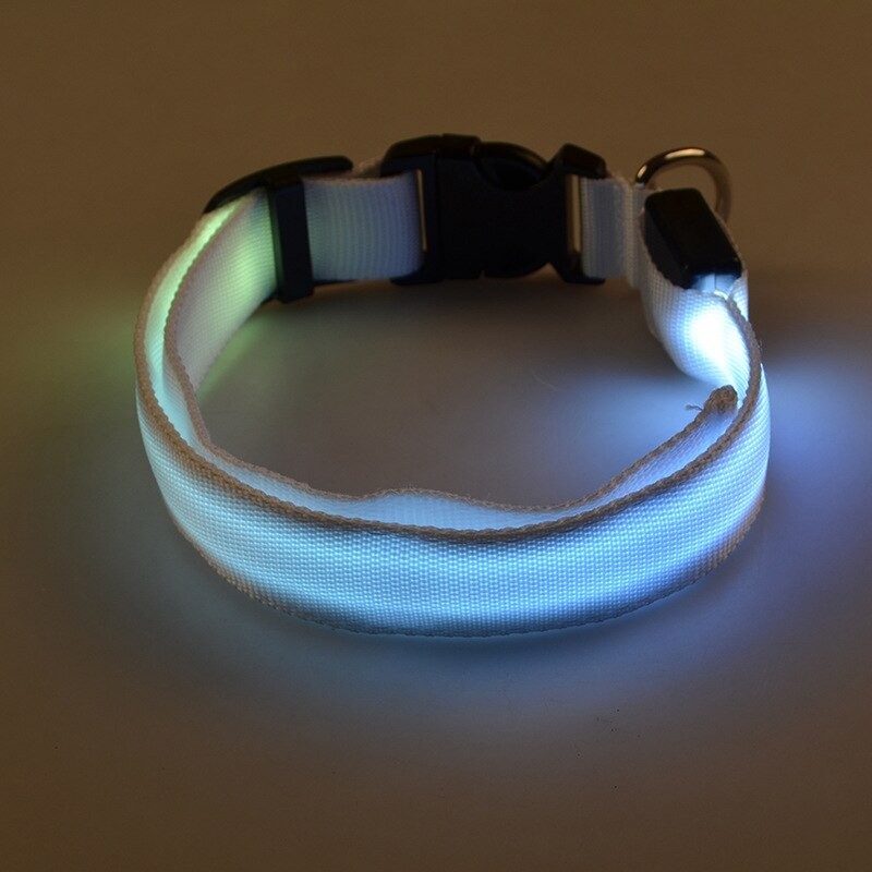 LED dog collar - luminous / flashing - safety night walk