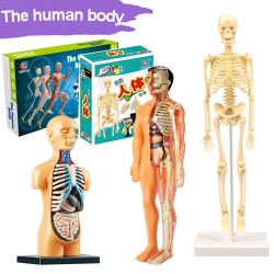 Human torso / skeleton - model anatomy - medical internal organs - for teachingEducational