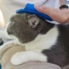 Dogs / cats grooming brush - rubber comb - adjustable ring handleCare