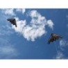 Stealth fighter plane kiteKites