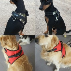Dog's harness collar lead vestCollars & Leads