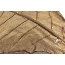 Natural terminalia leaves for aquarium water balance 10 piecesAquarium